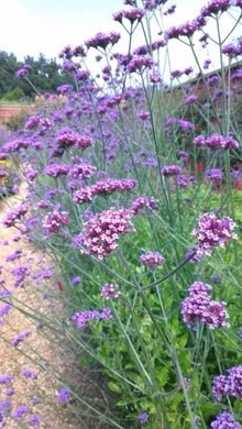 Photo of Verbena bonariensis plants (Burghfield Common RG7) #1