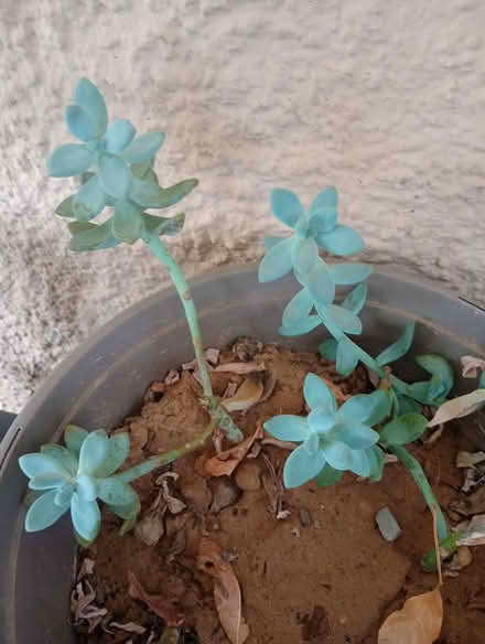 Photo of free Pachyphytum aka Moonstone cuttings (Crestview Bluff) #2