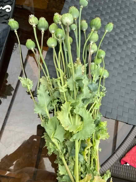 Photo of free Poppy heads for seeds or decoration (Welling DA16) #1