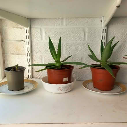 Photo of free An aloe vera plant (St Nicholas SG1) #1