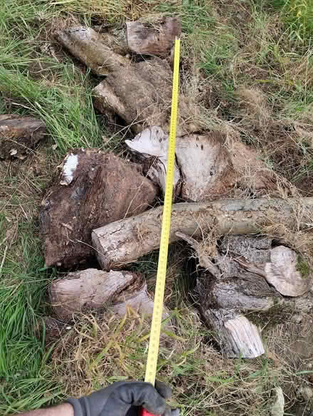 Photo of free Tree logs (Oxford OX4) #1