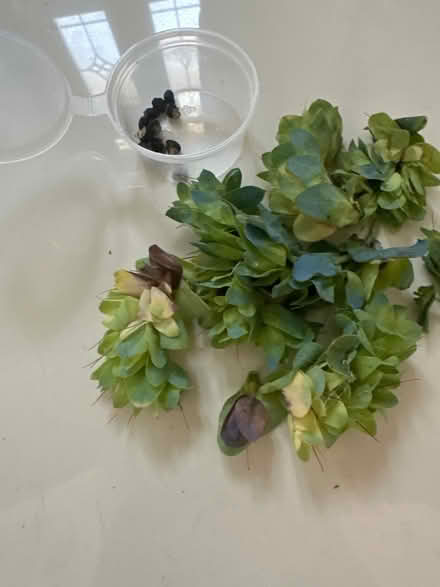 Photo of free Cerinthe seeds (CO4 9 Colchester) #4