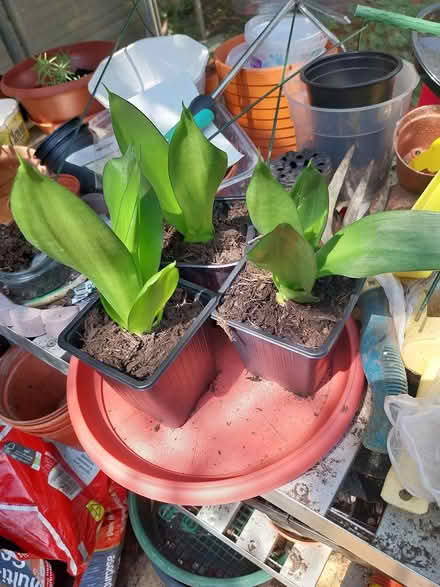 Photo of free Sansevieria succulent plants (AL7 Welwyn Garden City) #2