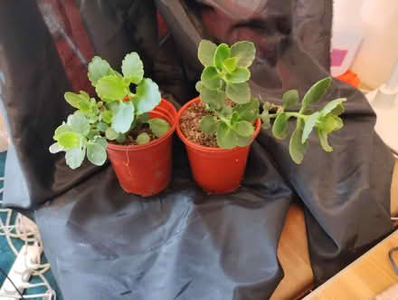 Photo of free Young Kalanchoes (Bratton) #1