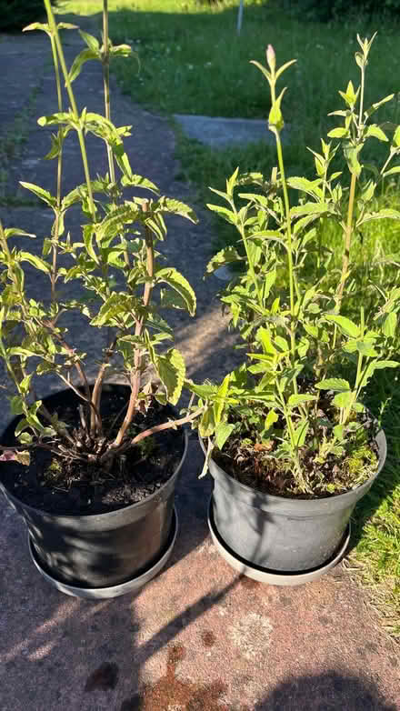 Photo of free Perenial plants (Three Cocks LD3) #2