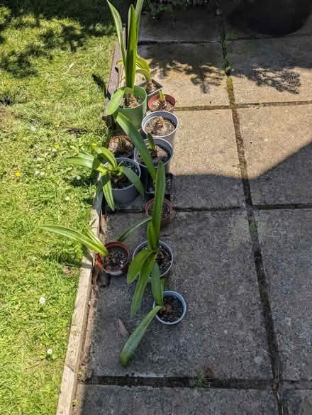 Photo of free 12 Amaryllis bulbs (Abingdon, OX14 3TD) #1