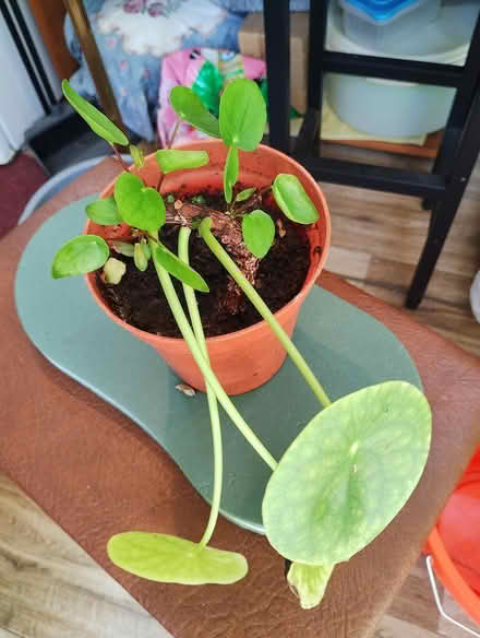 Photo of free Chinese Money Plant (Bratton) #1