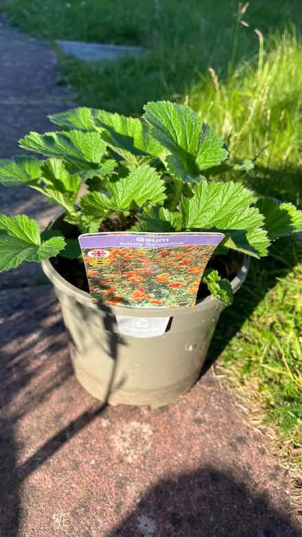 Photo of free Perenial plants (Three Cocks LD3) #1