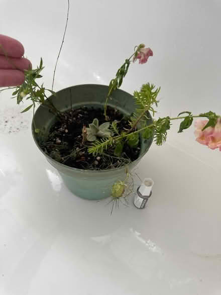 Photo of free Self seeded mixture pot outdoor (CO4 9 Colchester) #1