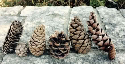 Photo of Pine cones (Williton) #1