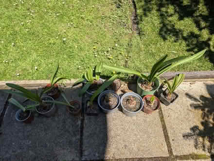 Photo of free 12 Amaryllis bulbs (Abingdon, OX14 3TD) #2