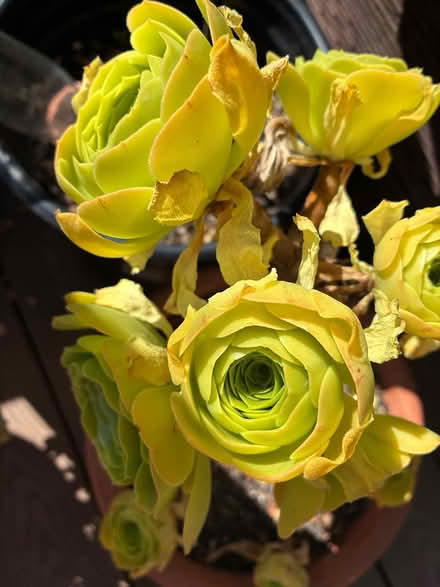 Photo of free Two different kinds of Aeonium’s (Union City near Quarry Lakes) #1
