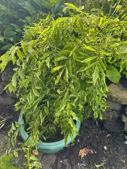 Photo of free Wisteria plant (North Shields NE30) #1