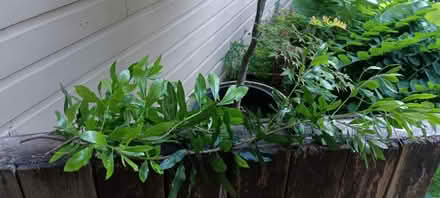 Photo of free Pacific wax myrtle CUTTINGS (Maple Leaf) #1