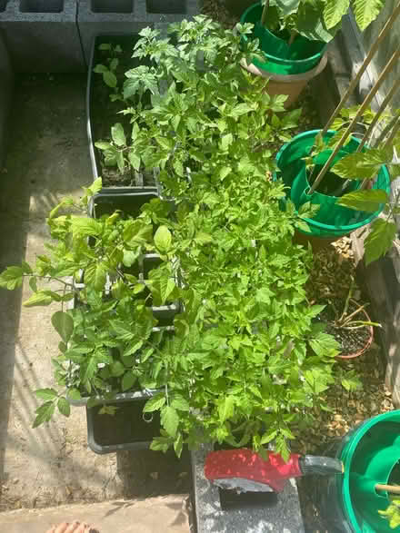 Photo of free Tomato Pants (Pagham PO21 4) #1