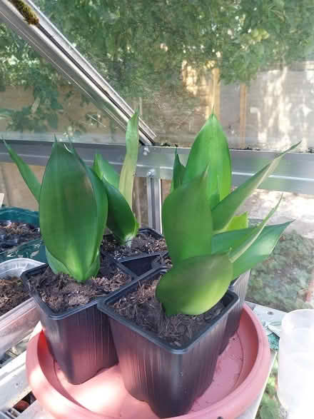 Photo of free Sansevieria succulent plants (AL7 Welwyn Garden City) #3