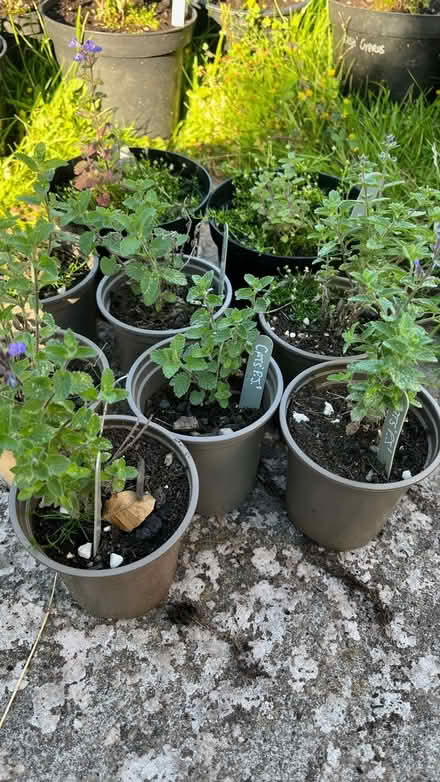 Photo of free Perenial plants (Three Cocks LD3) #3