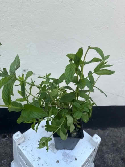 Photo of free Mint plant (Norbury CR7) #1