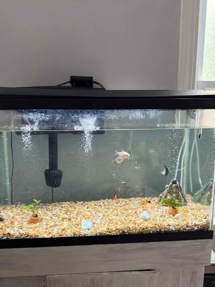 Photo of free glass fish tank (Fitchburg) #2