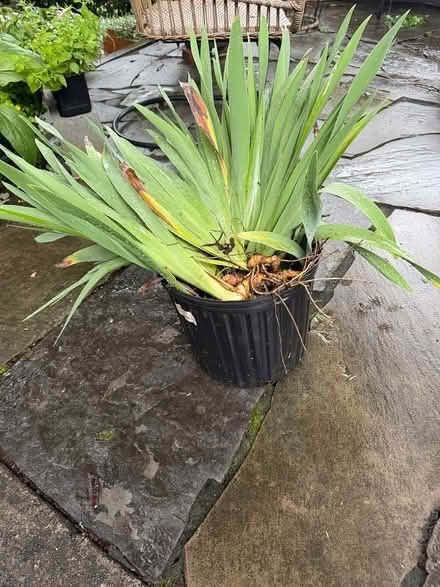 Photo of free Iris plants (Tucker, Georgia) #1