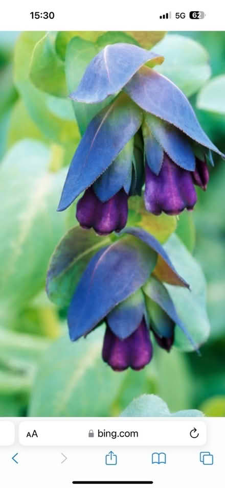 Photo of free Cerinthe seeds (CO4 9 Colchester) #1