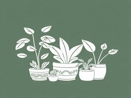 Photo of House plants (Kings Lynn PE30) #1