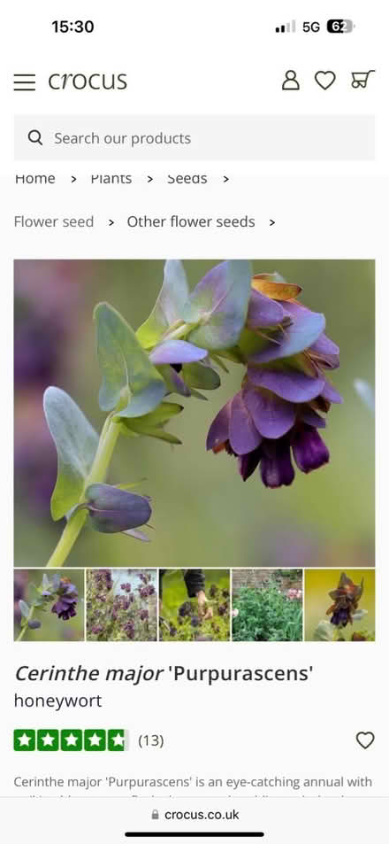Photo of free Cerinthe seeds (CO4 9 Colchester) #2