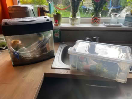 Photo of free Fish tank (Musselburgh, EH21) #1