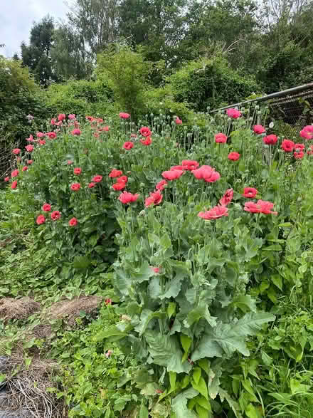 Photo of free Poppy seed heads (Weston in Gordano, BS20) #1
