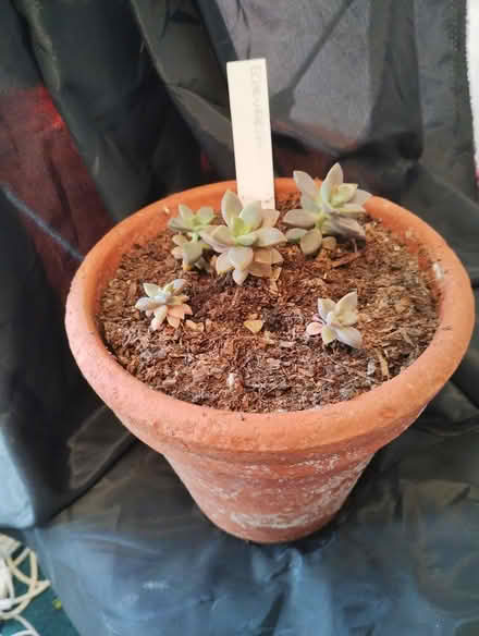 Photo of free Echeveria (Bratton) #1