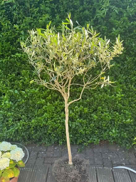 Photo of free Olive Tree (Ewell, KT19) #1