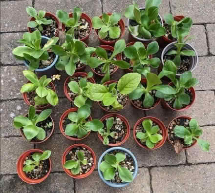 Photo of free alpine Auricula plants (Hobson's Monument CB2) #1