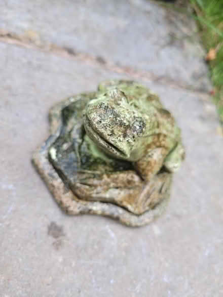 Photo of free Frog garden ornament (Shenley Fields B29) #2