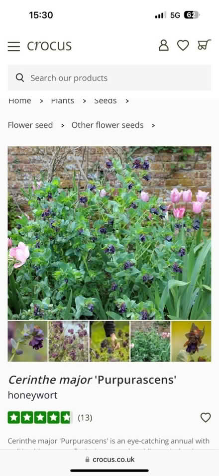 Photo of free Cerinthe seeds (CO4 9 Colchester) #3