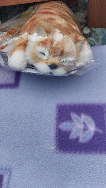 Photo of free Rolling laughing cat (dorset BH12) #3