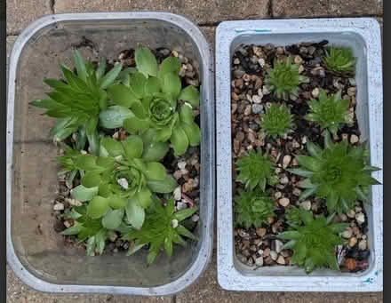 Photo of free houseleek Sempervivum plants (Hobson's Monument CB2) #1