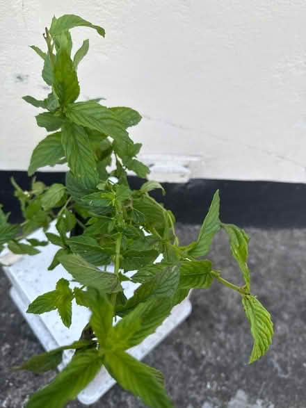 Photo of free Mint plant (Norbury CR7) #2