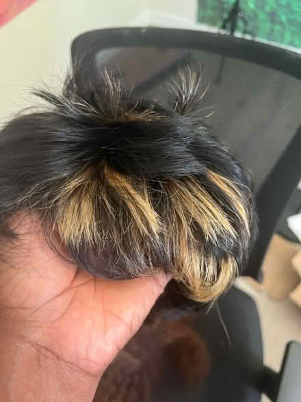 Photo of free 2 wigs and wig cap (Redmond) #4