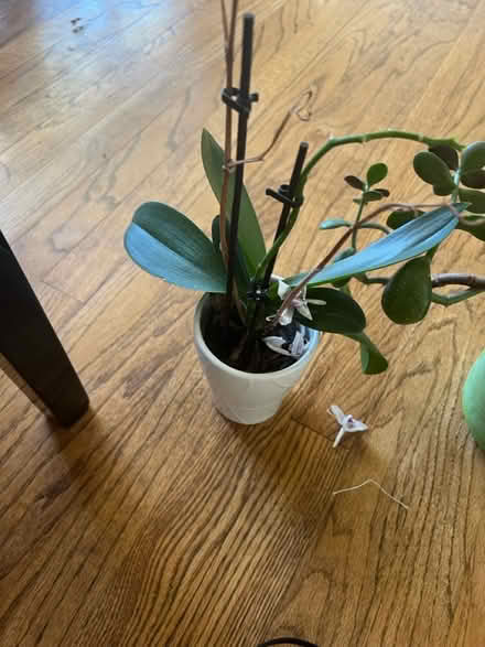 Photo of free 2 Orcbids (Redmond) #1