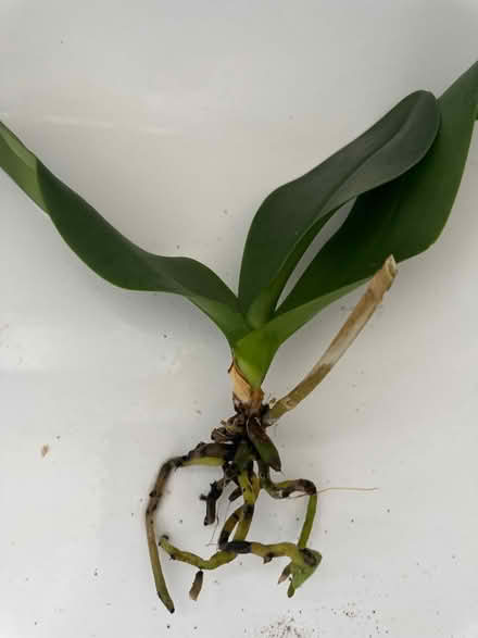 Photo of free Bare root white orchid (CO4 9 Colchester) #1