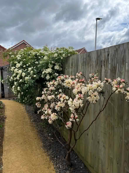 Photo of free Lady Banks’ rose, Rosa banksia - will flower in spring (Gallows Bridge EX1) #2