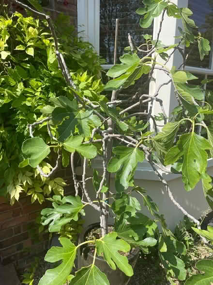 Photo of free Fig Tree (Berkhamsted HP4) #1