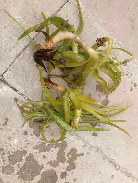Photo of free Aloe Vera cuttings (Chapelfields CV5) #1