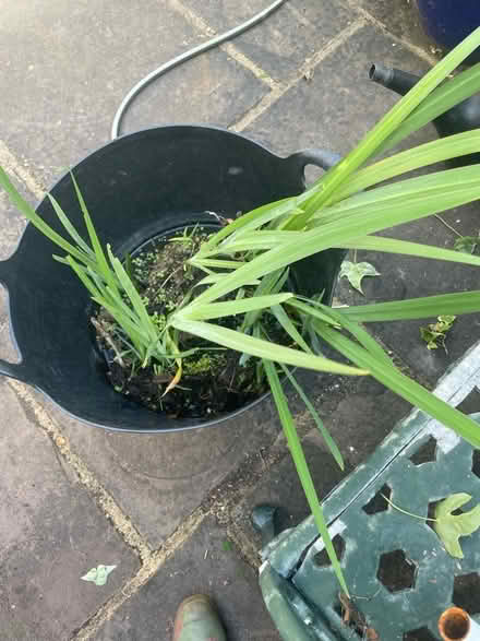 Photo of free Pond lilies (London Rd Station area BN1) #1