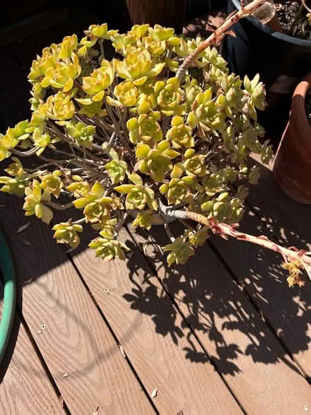 Photo of free Two different kinds of Aeonium’s (Union City near Quarry Lakes) #2