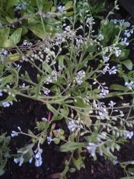 Photo of free Forgetmenots looking for a new home (Dublin central) #3