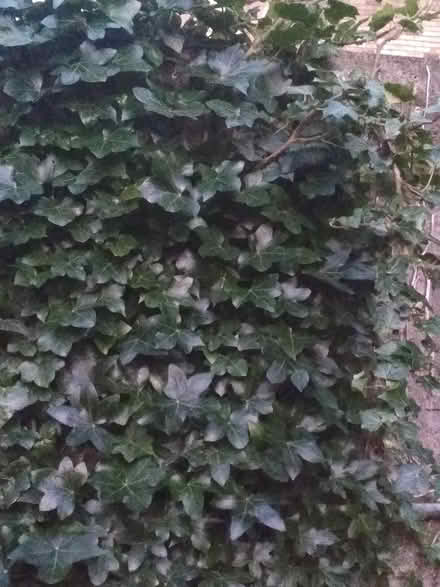 Photo of free Decorative Ivy cuttings (Dublin central) #4
