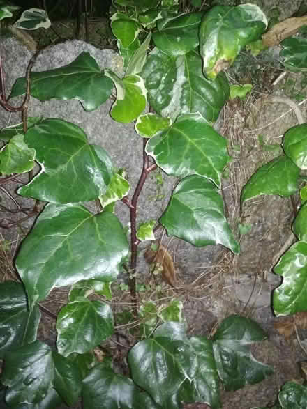 Photo of free Decorative Ivy cuttings (Dublin central) #2