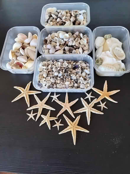 Photo of free Shells (Sandsfoot Court Weymouth) #1