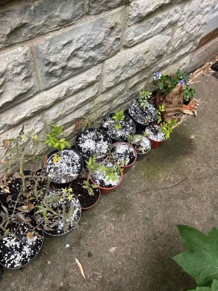 Photo of free Organic Cherry Tomato Plants (Chipping norton OX7) #2